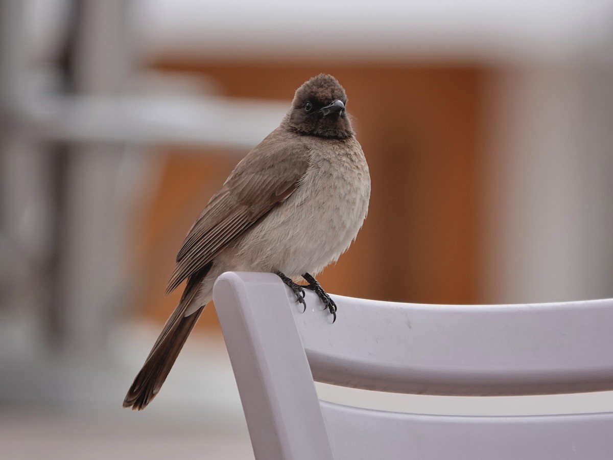 bulbul zahradní - ML646608295