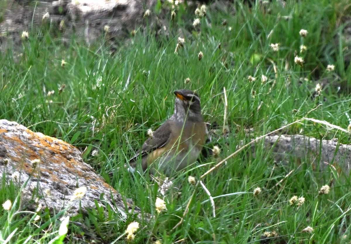 gråstrupetrost - ML646608298