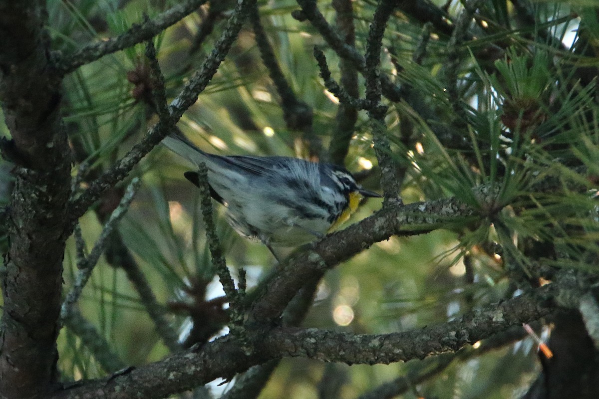 Paruline à gorge jaune (albilora) - ML646608299