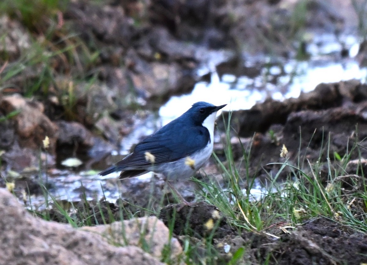 asurnattergal - ML646608300