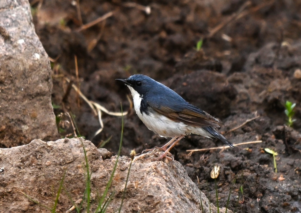 asurnattergal - ML646608301