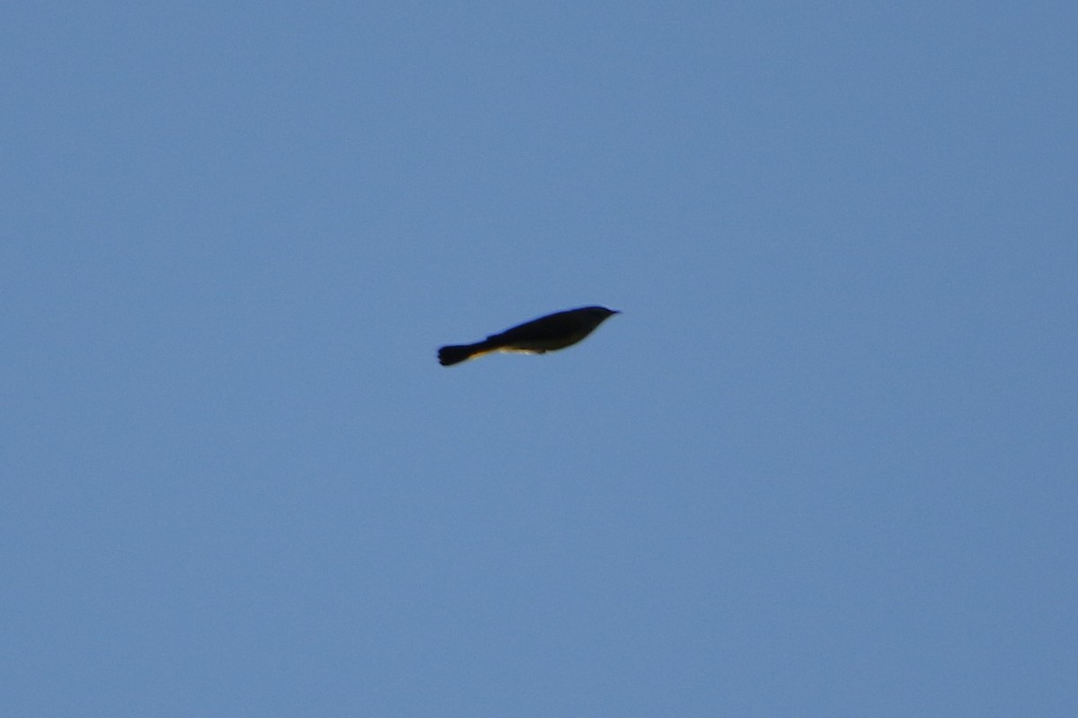 סבכון חכלילי - ML646608302