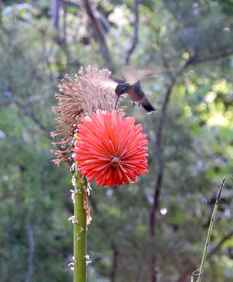 アオムネヒメエメラルドハチドリ - ML646608304