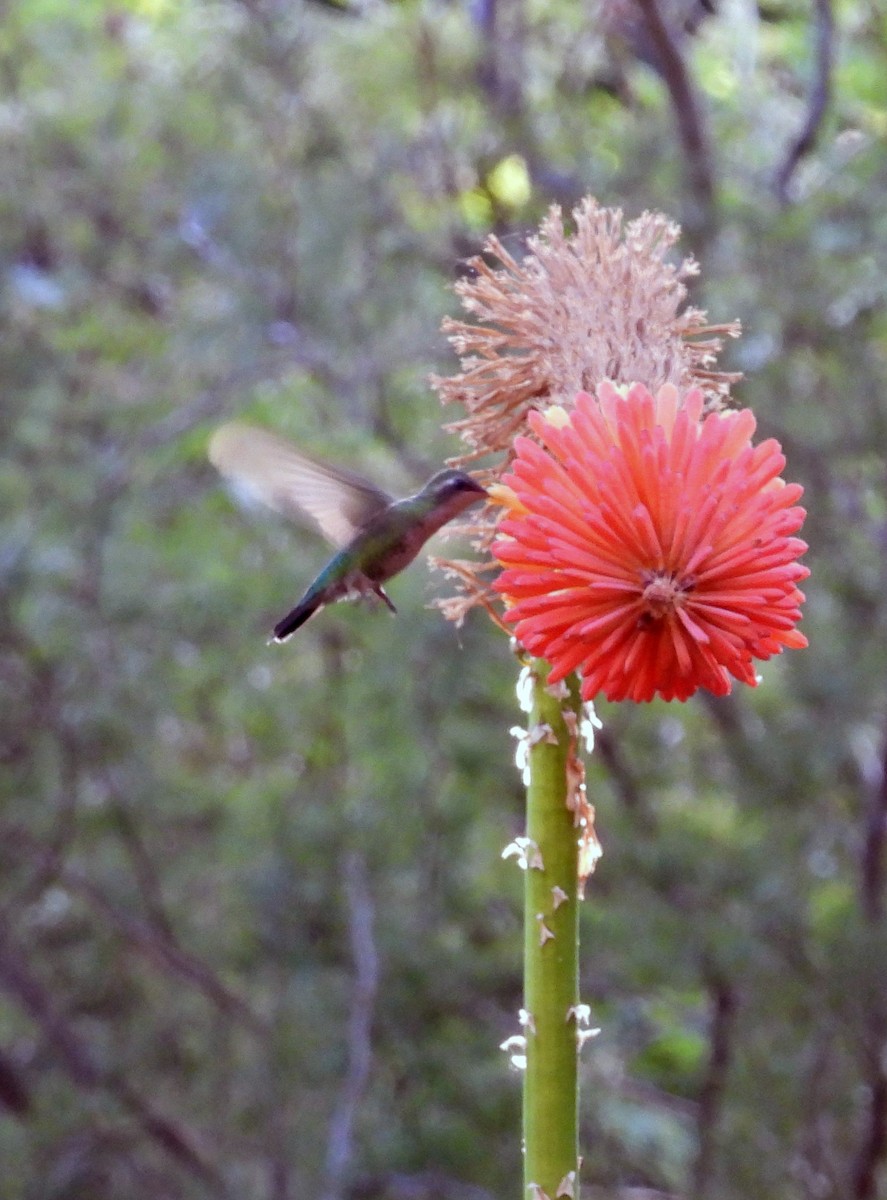 アオムネヒメエメラルドハチドリ - ML646608305