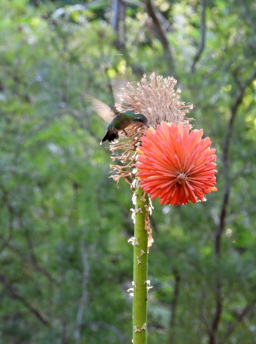 アオムネヒメエメラルドハチドリ - ML646608306