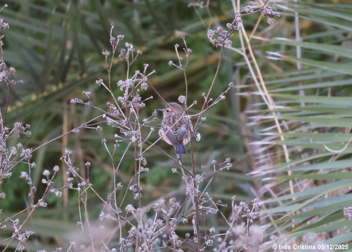 European Stonechat - ML646608307