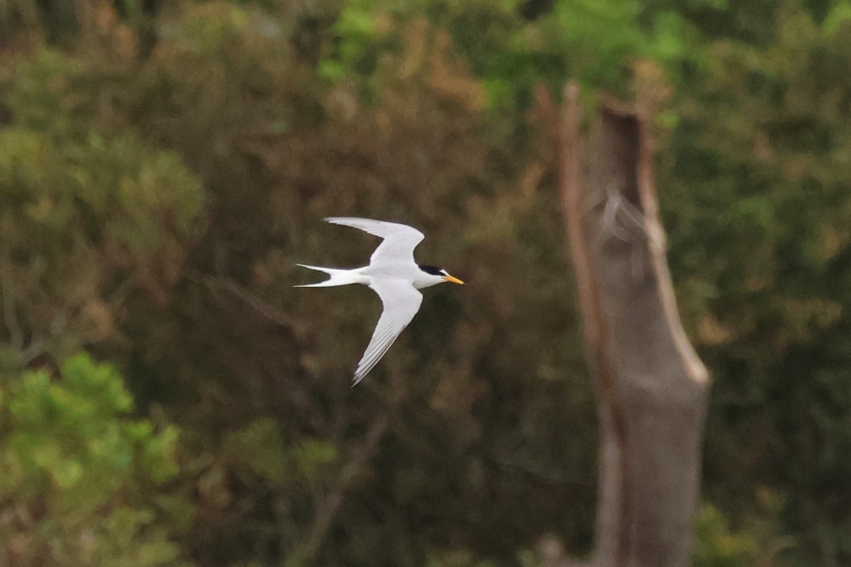 Zwergseeschwalbe - ML646608308