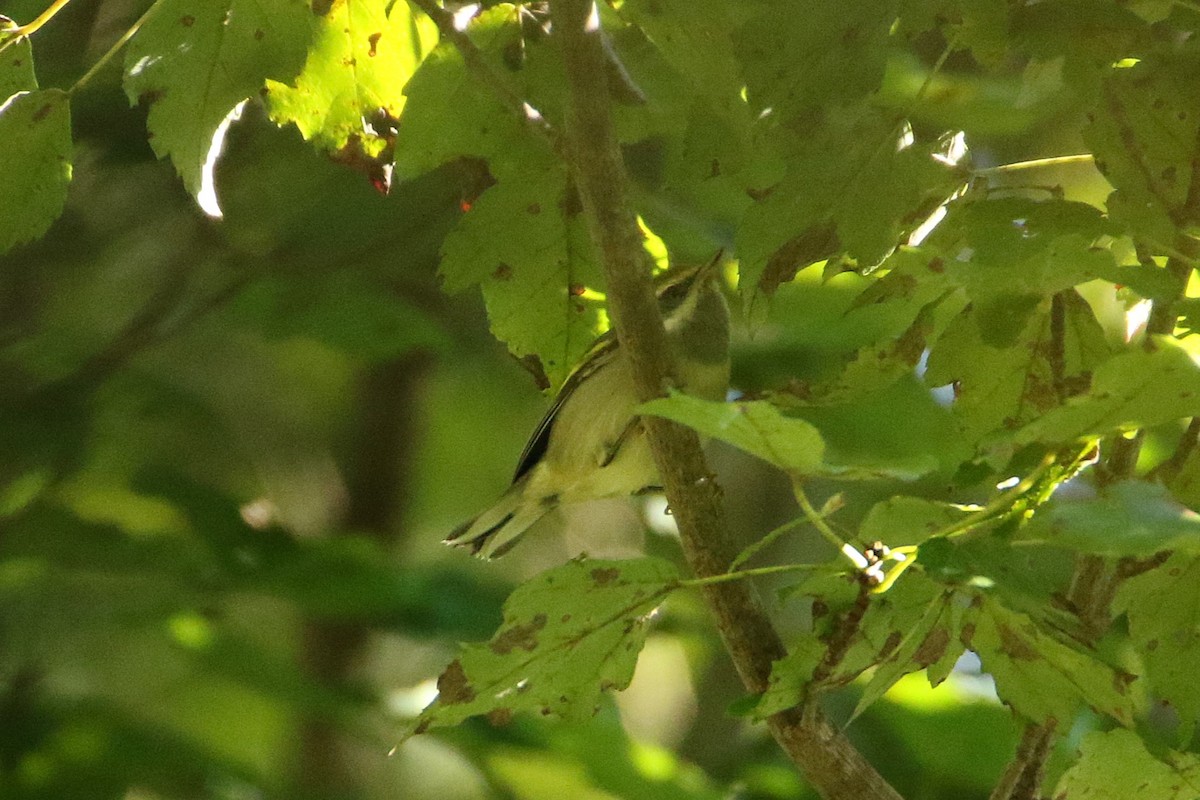 キンバネアメリカムシクイ - ML646608314