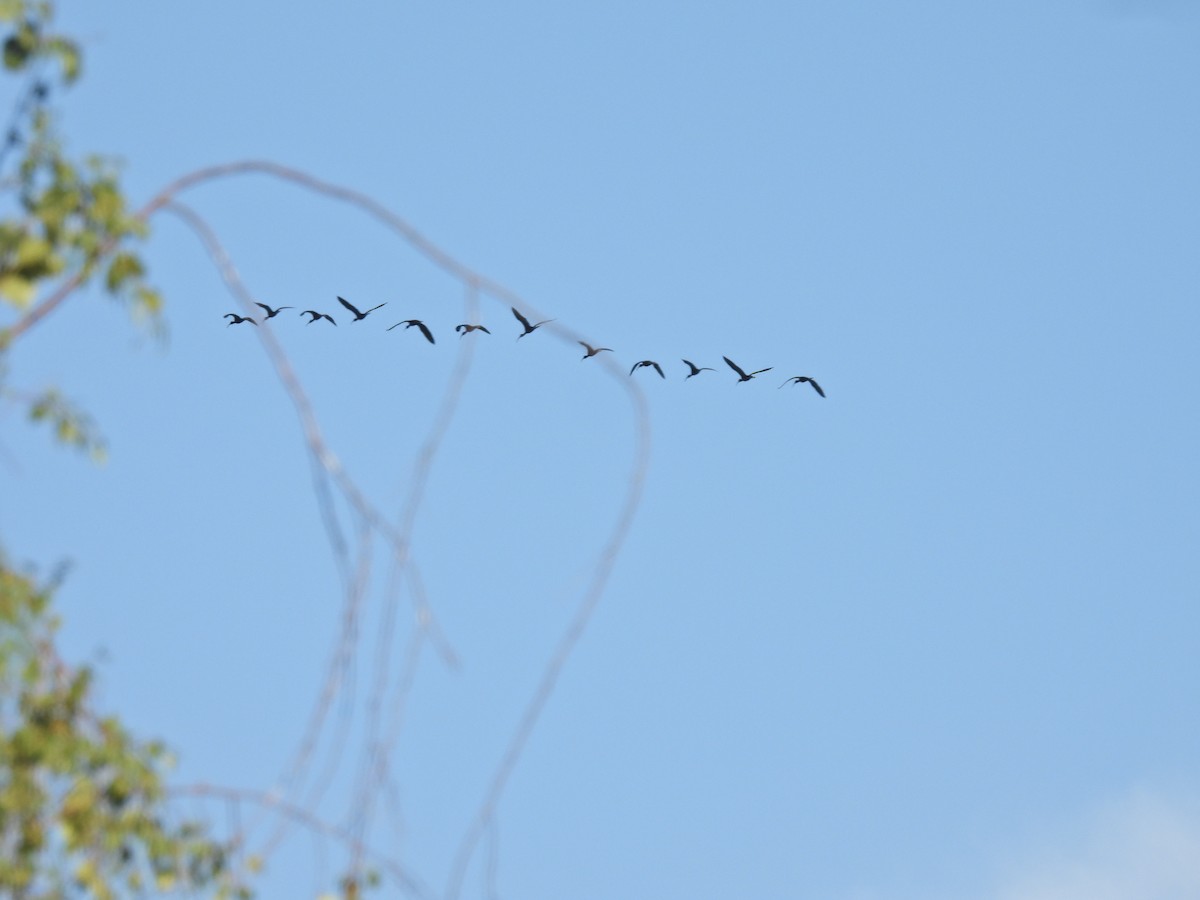 Beltzaran musuzuria - ML646608315