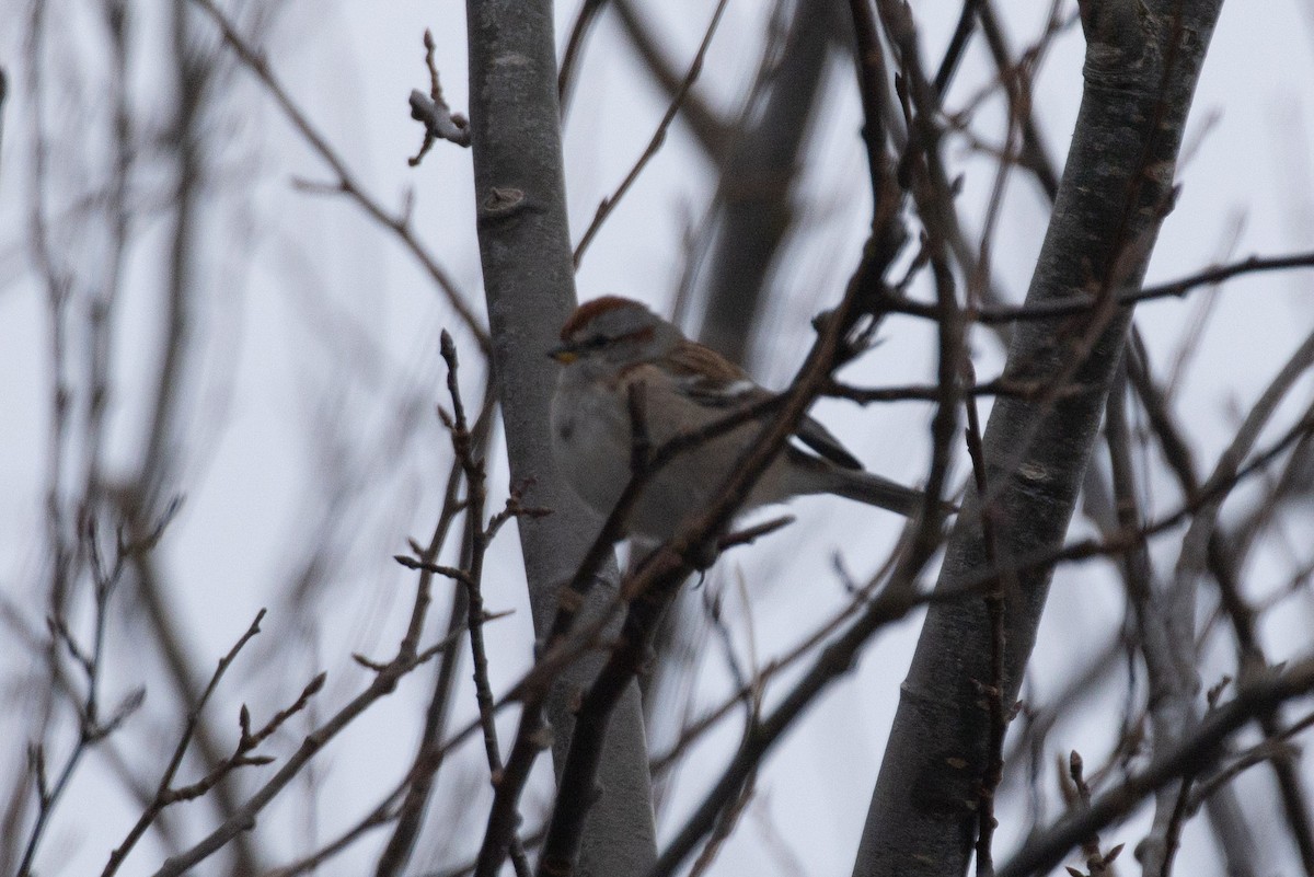 American Tree Sparrow - ML646608316