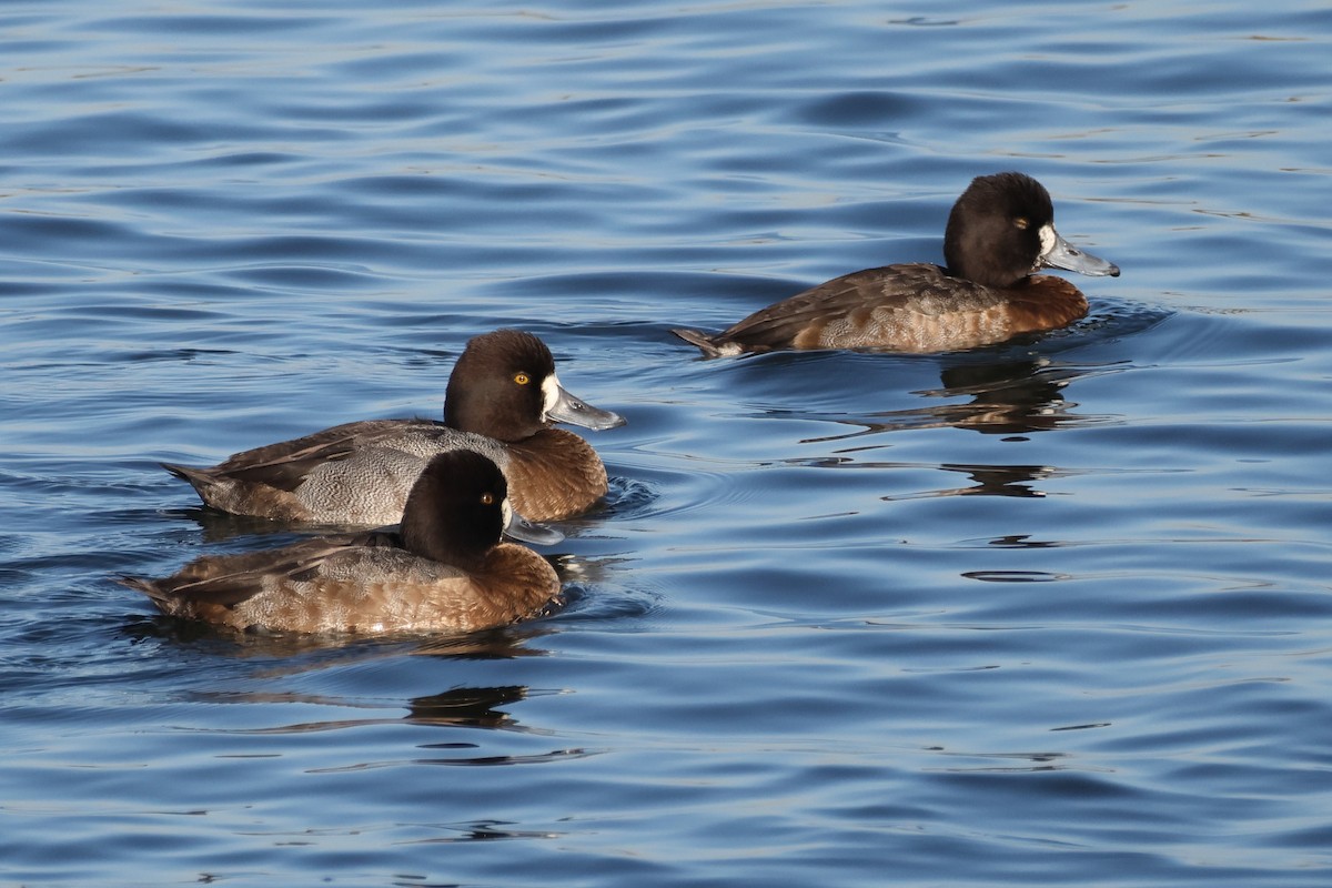 コスズガモ - ML646608317