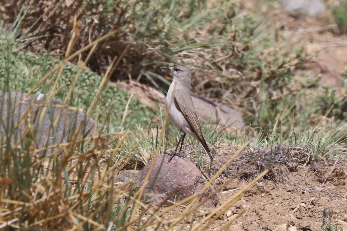Black-fronted Ground-Tyrant - ML646608320