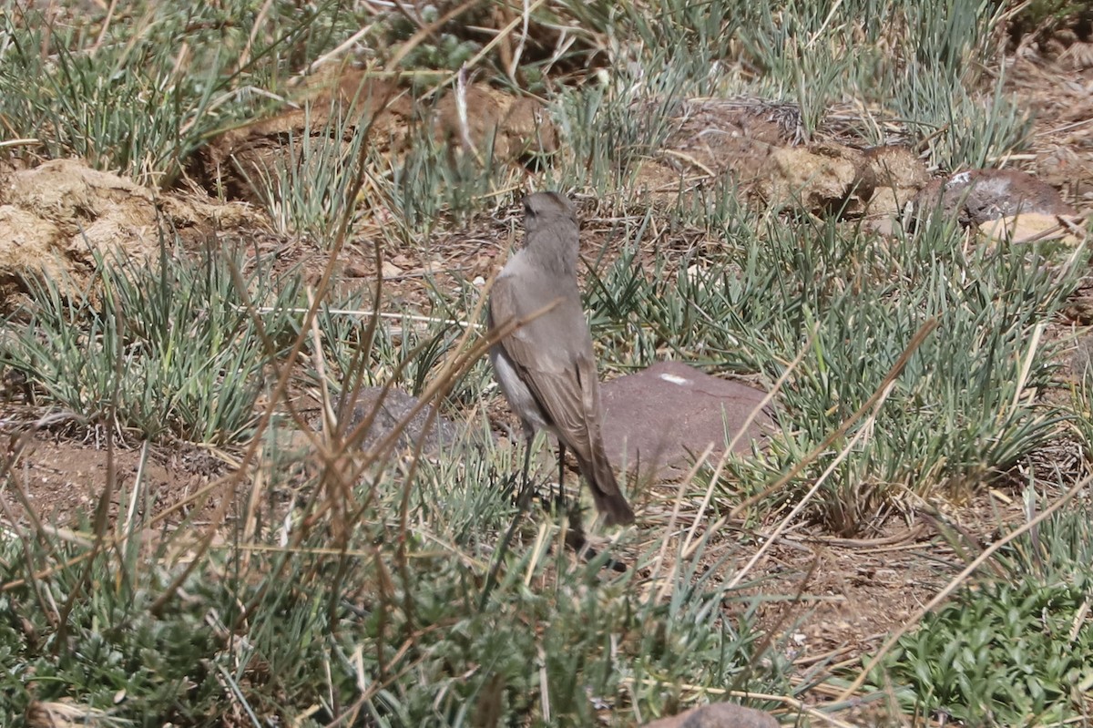 Black-fronted Ground-Tyrant - ML646608321