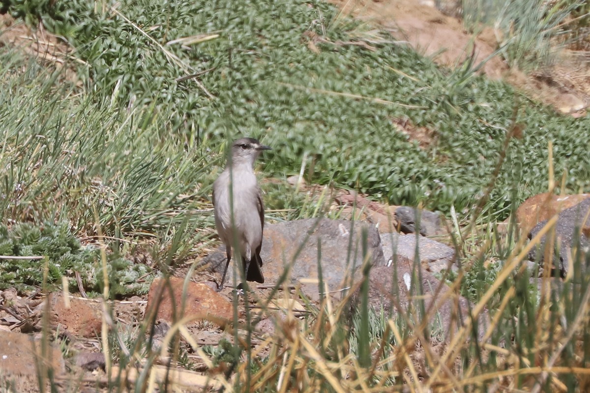 Black-fronted Ground-Tyrant - ML646608322
