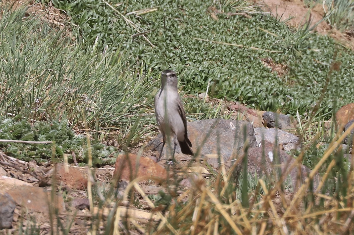 Black-fronted Ground-Tyrant - ML646608323