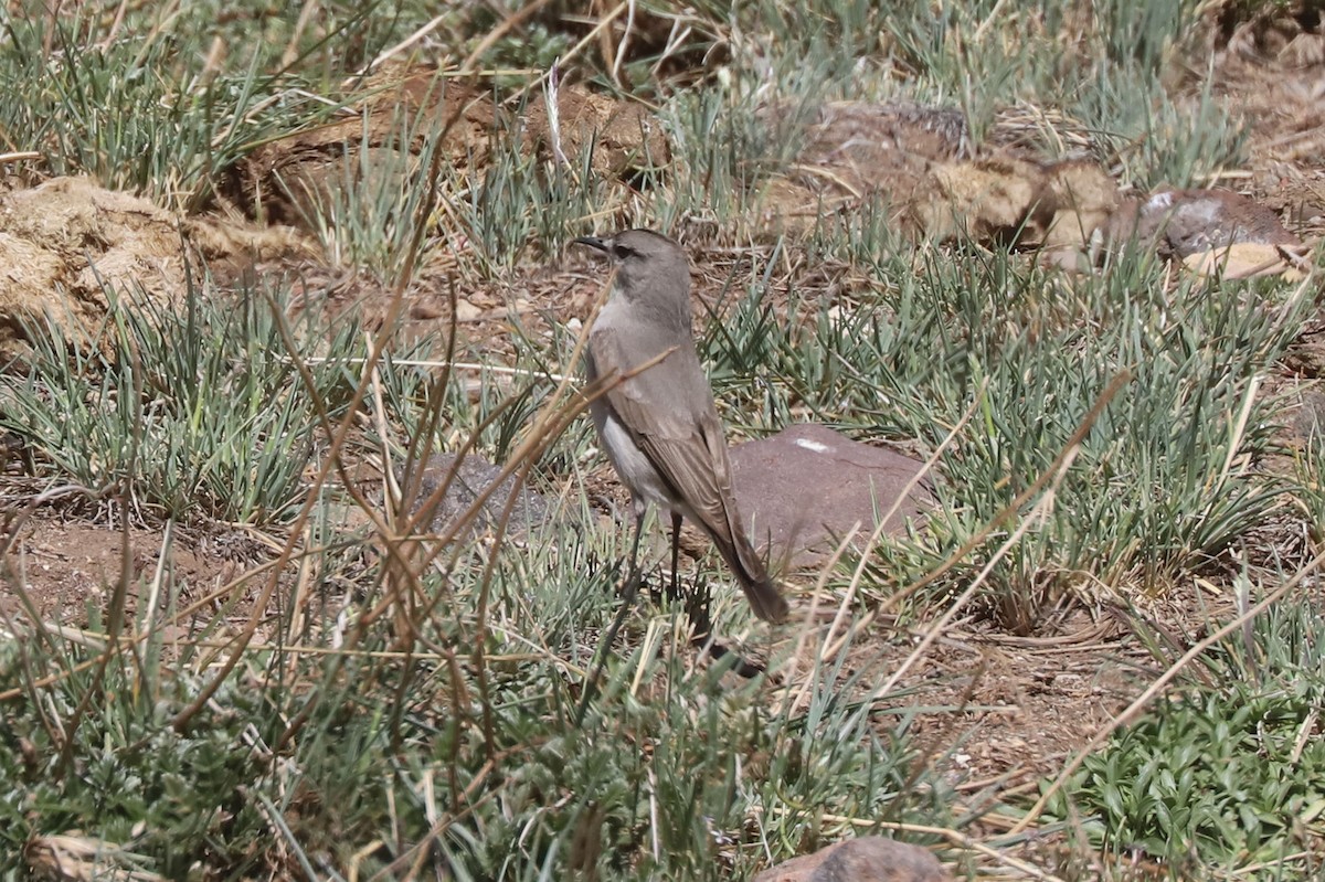 Black-fronted Ground-Tyrant - ML646608324
