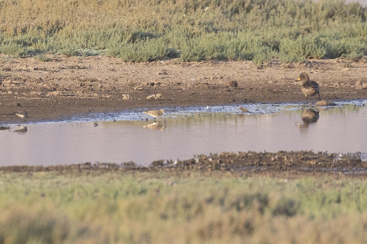 Baird's Sandpiper - ML646608326