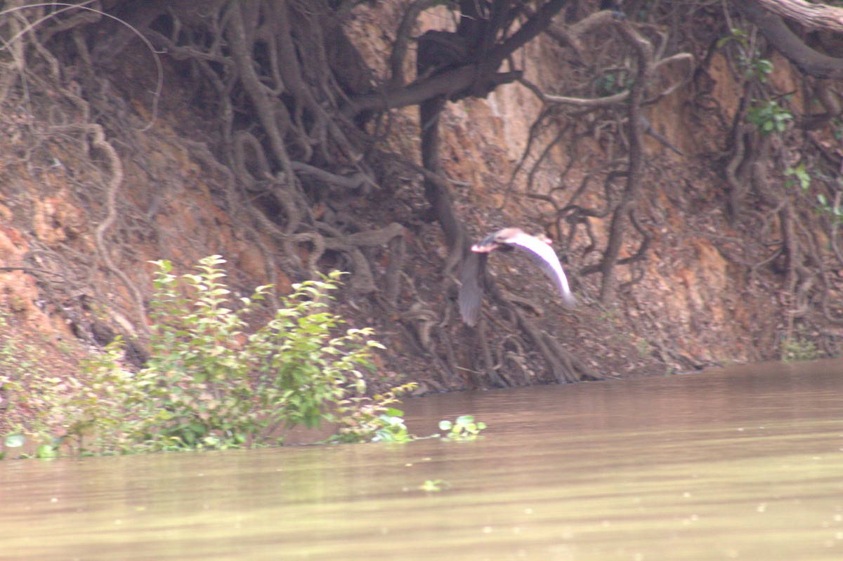 Black-bellied Whistling-Duck - ML646608327