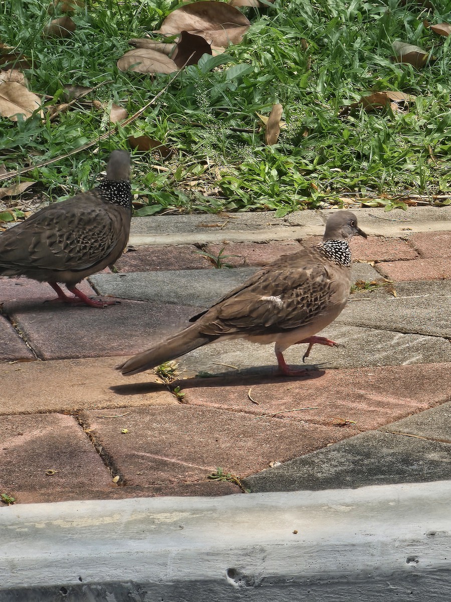 Spotted Dove - ML646608331