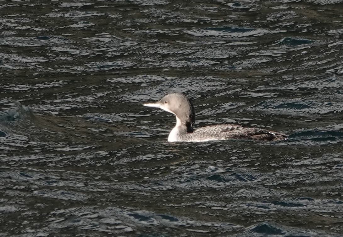 İnce Gagalı Dalgıç - ML646608334