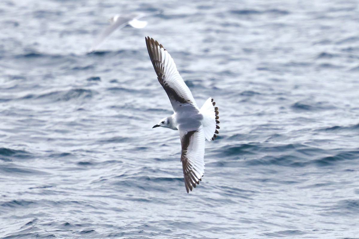 Dreizehenmöwe - ML646608335