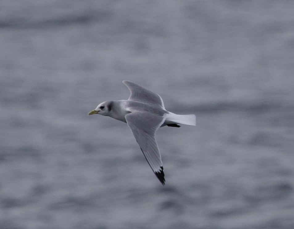 Kara Ayaklı Martı - ML646608338