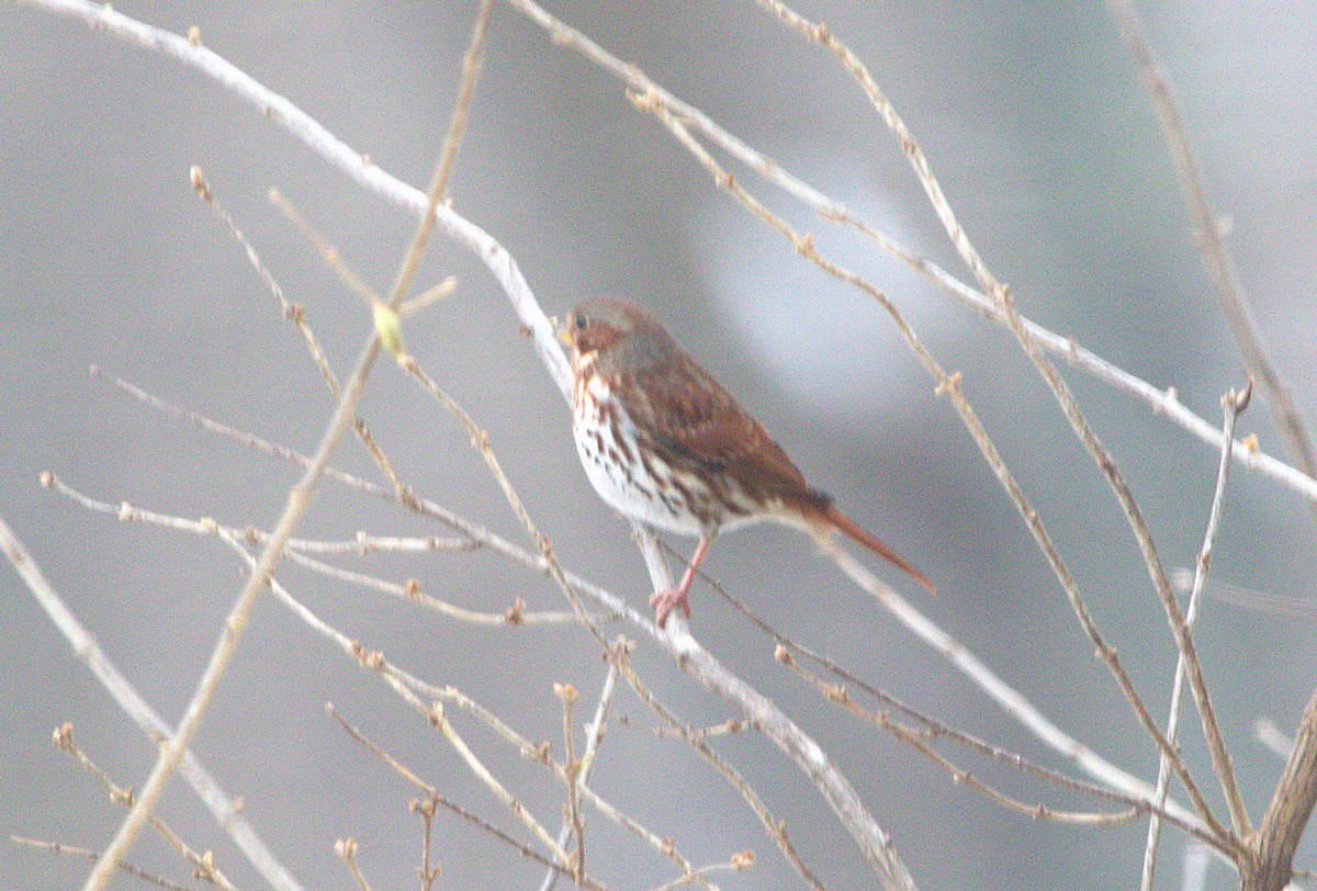 Fox Sparrow - ML646608342