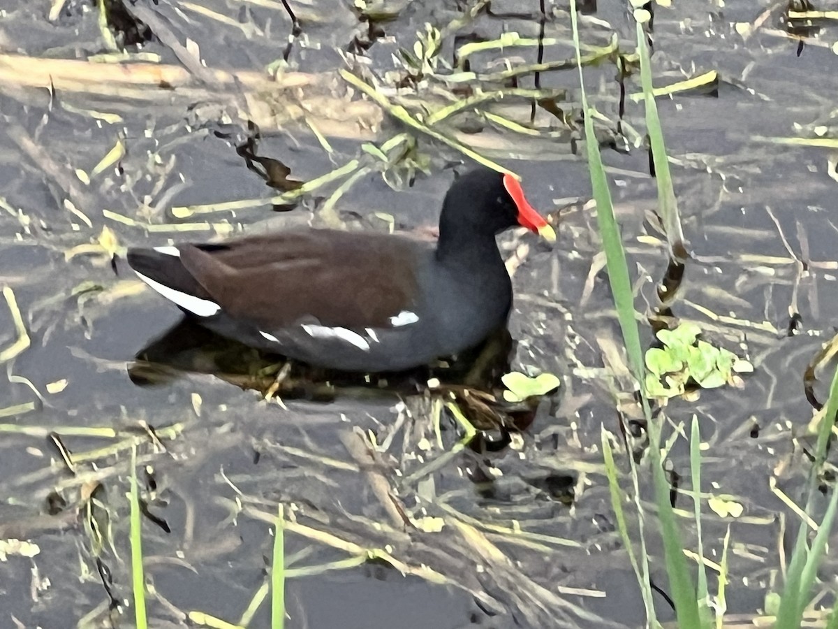 Common Gallinule - ML646608343