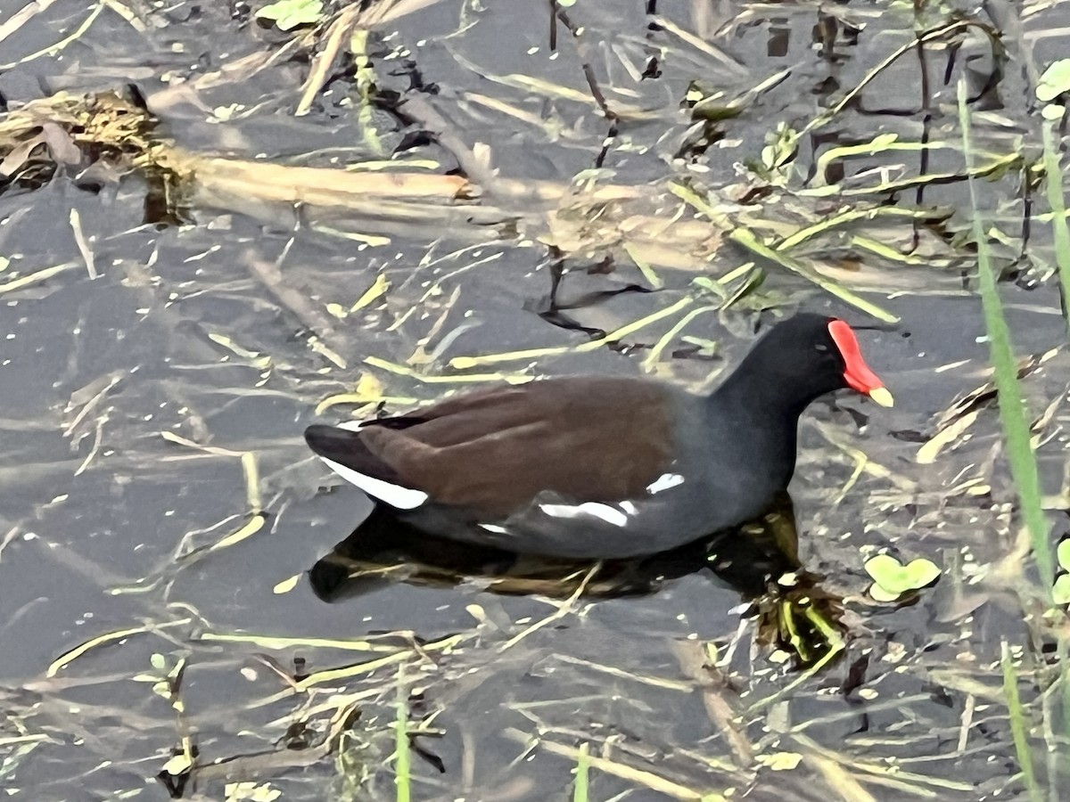 Common Gallinule - ML646608344