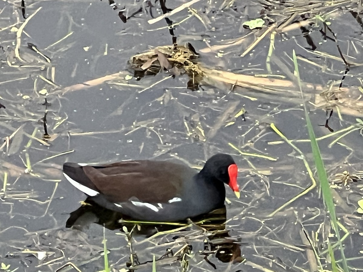 Common Gallinule - ML646608345