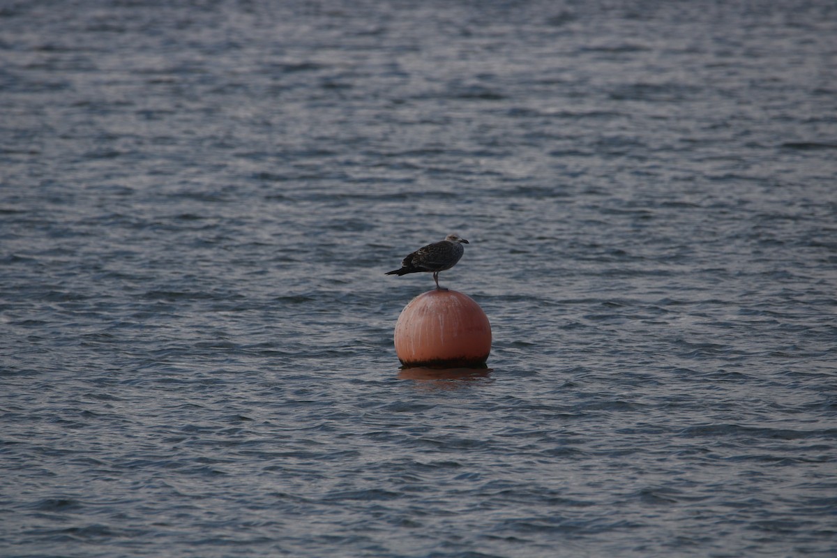 Kelp Gull (dominicanus) - ML646608346