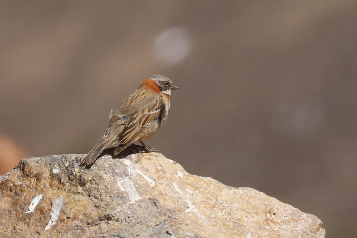 Morgenammer - ML646608347