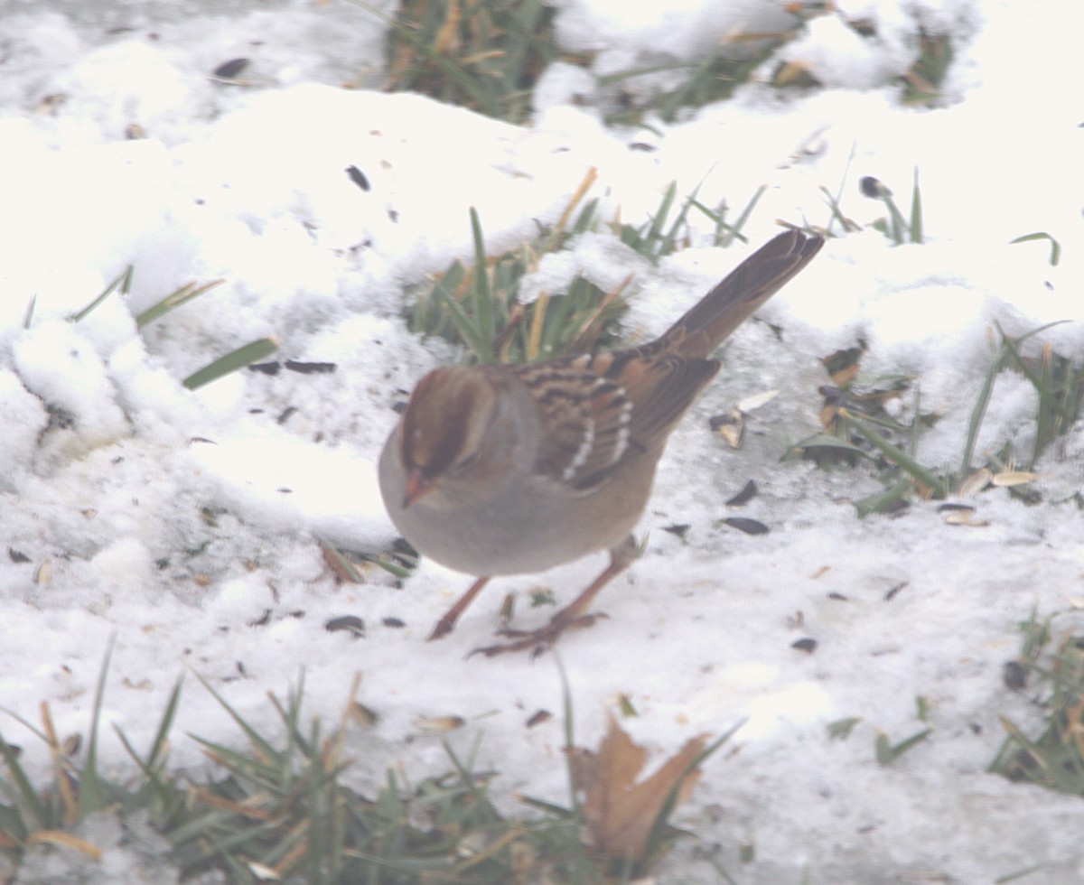 White-crowned Sparrow - ML646608348