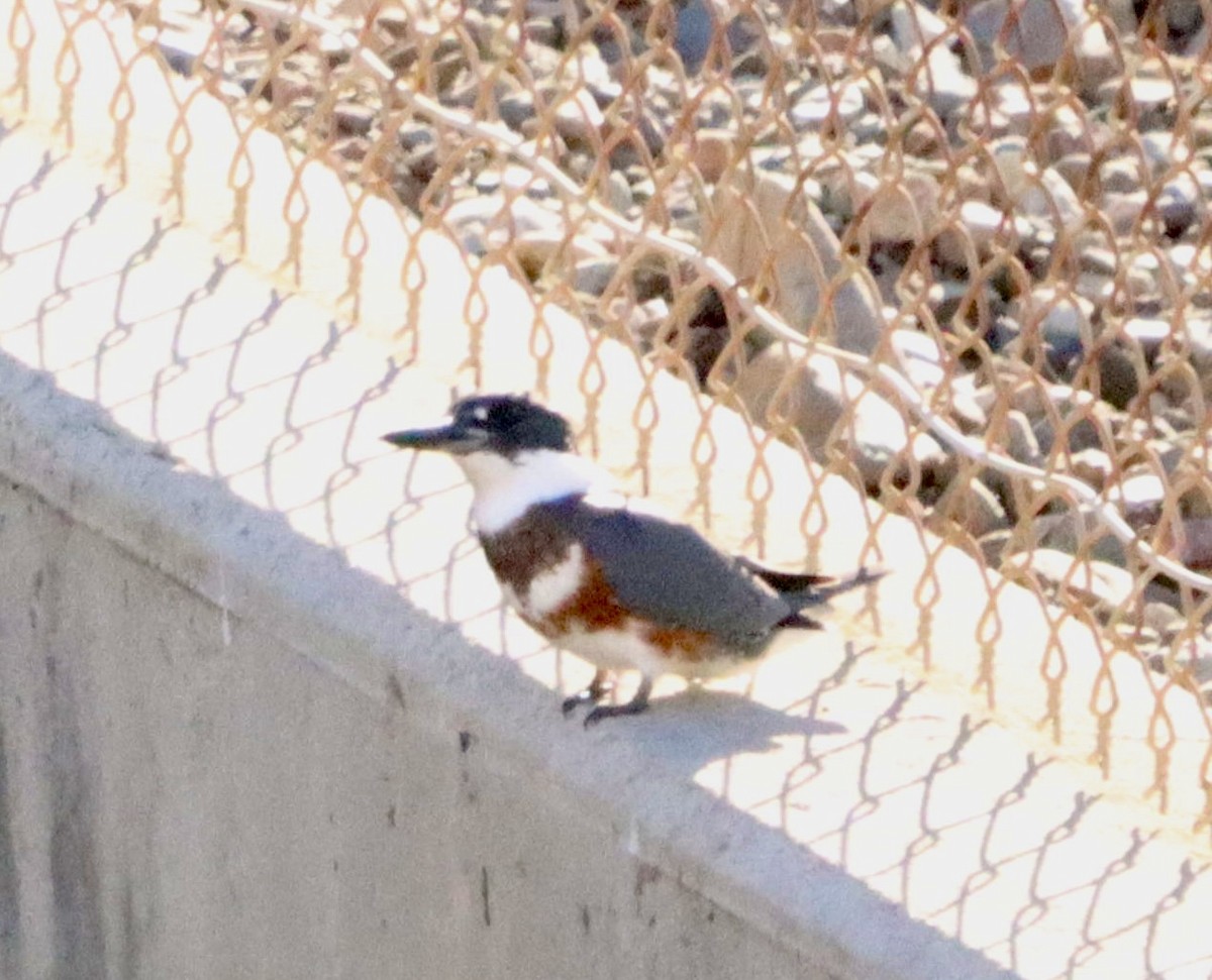 Belted Kingfisher - ML646608353