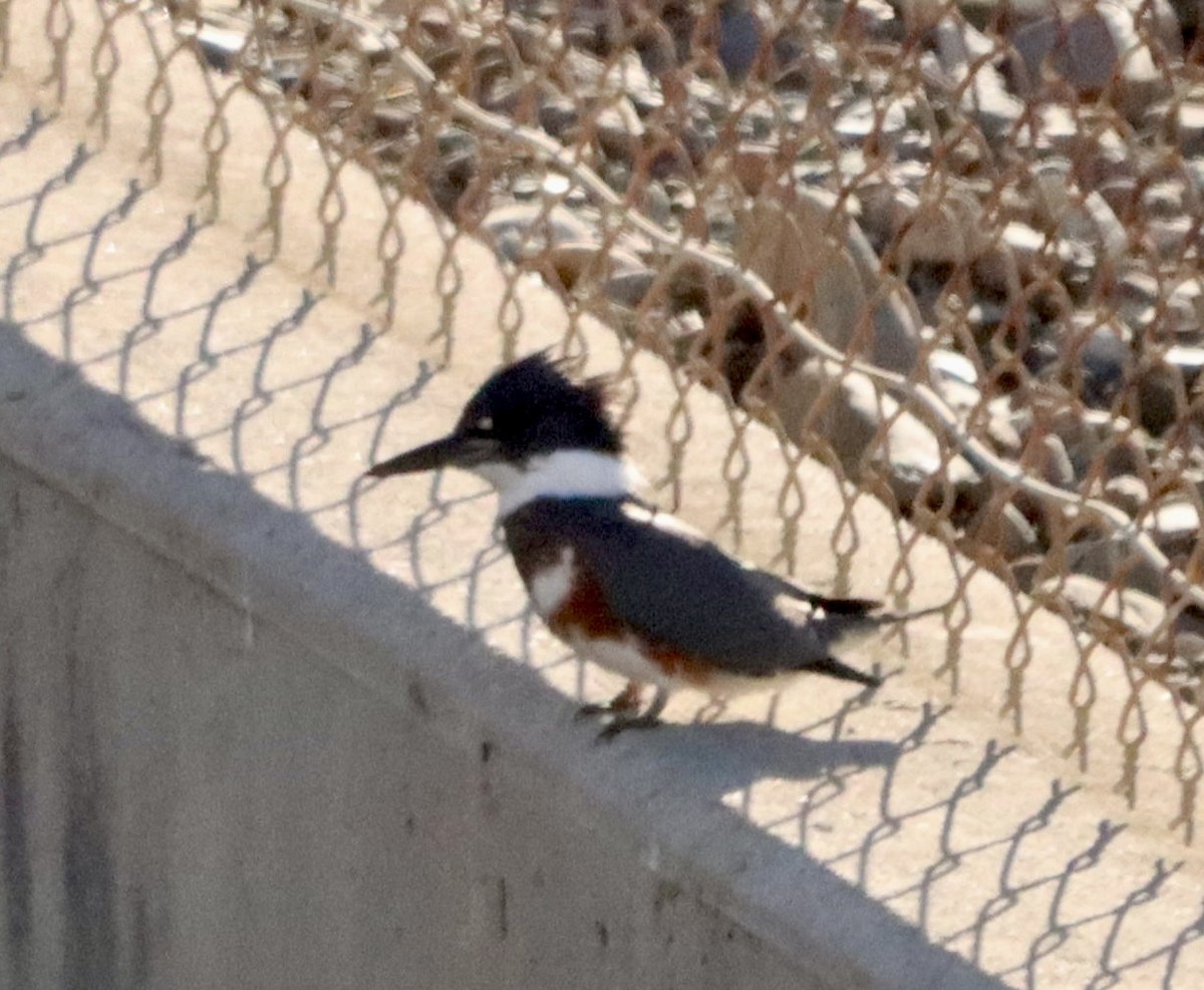 Belted Kingfisher - ML646608354