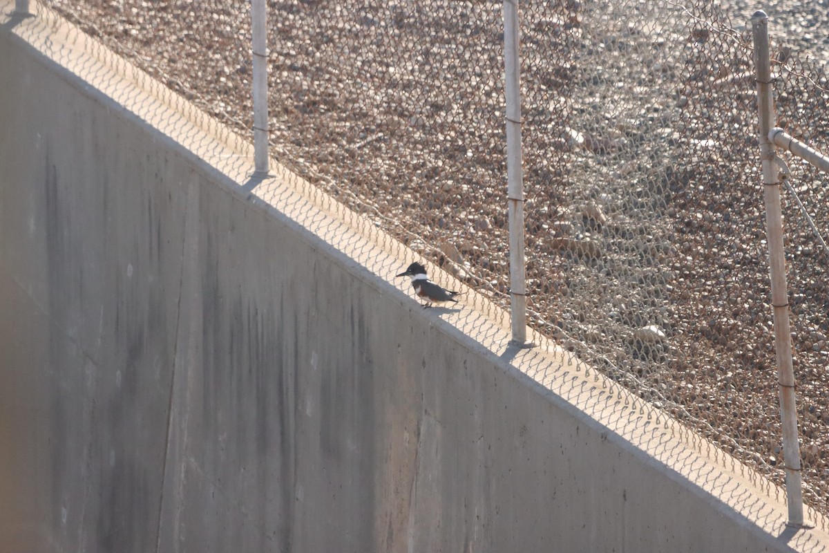 Belted Kingfisher - ML646608355