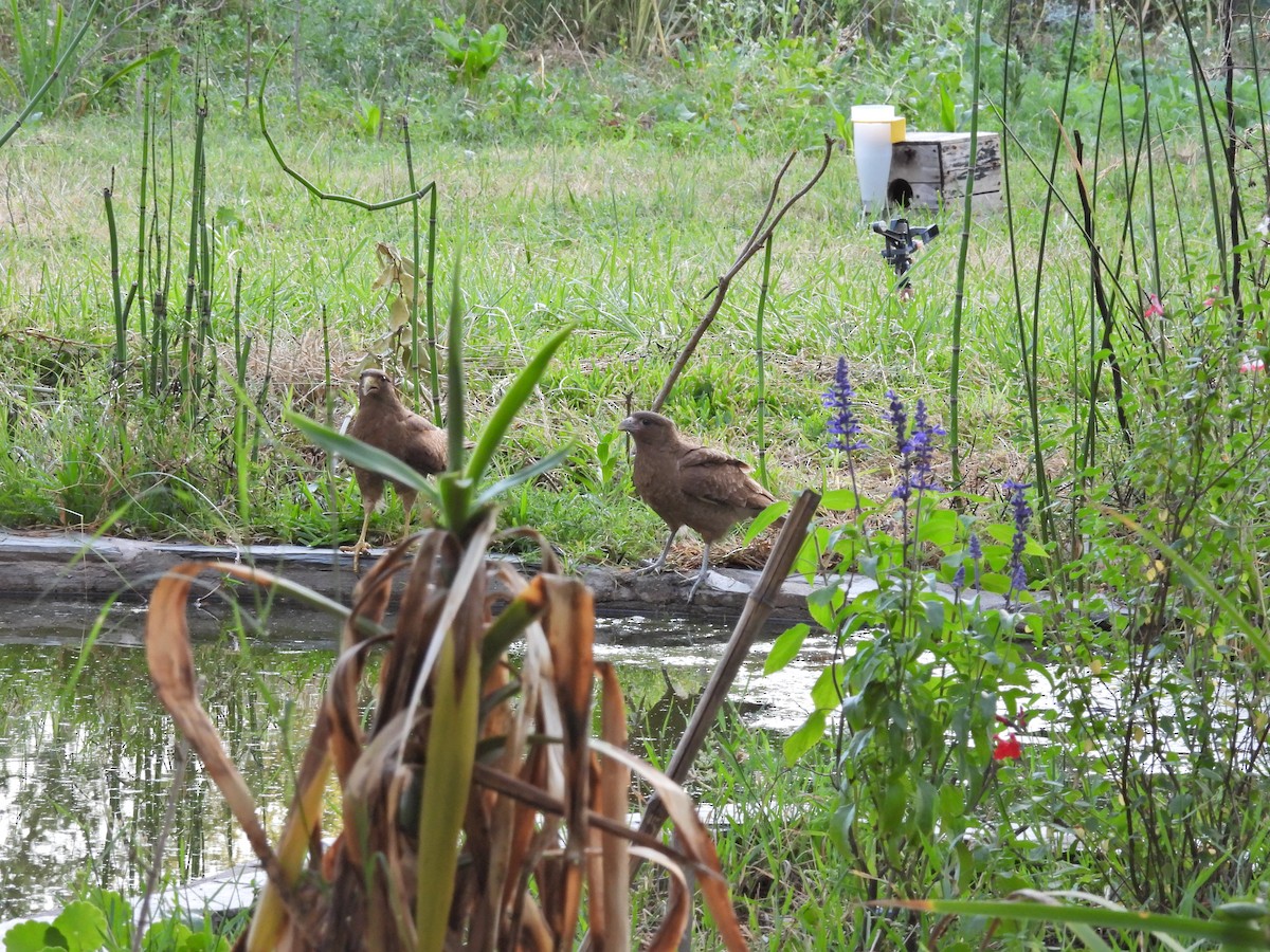 チマンゴカラカラ - ML646608356