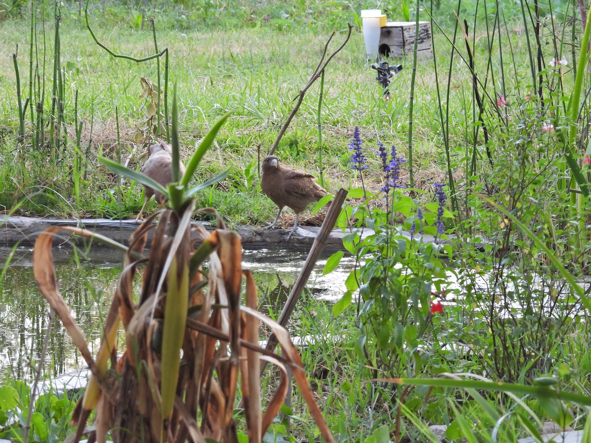 チマンゴカラカラ - ML646608357