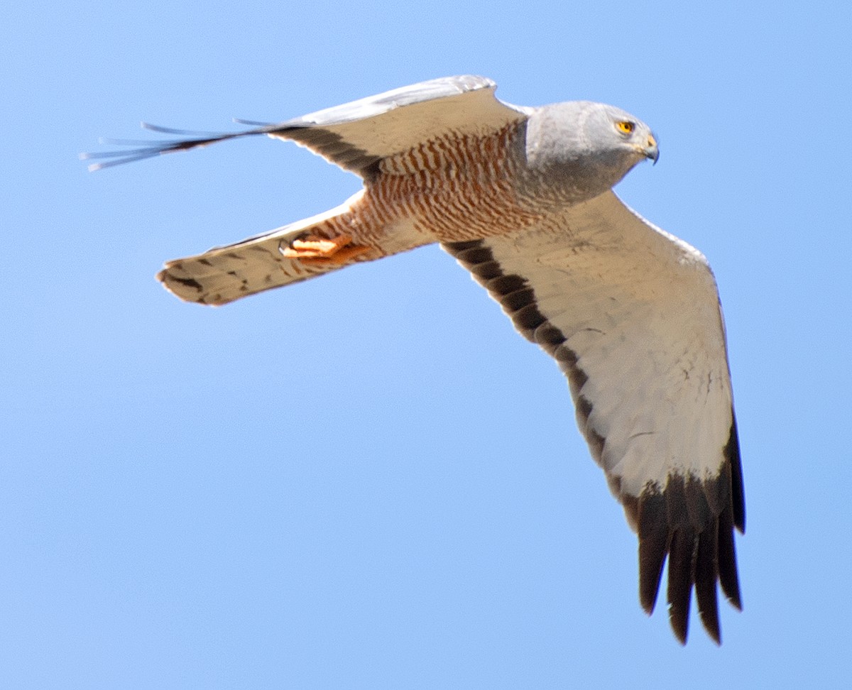 bendelmyrhauk - ML646608358