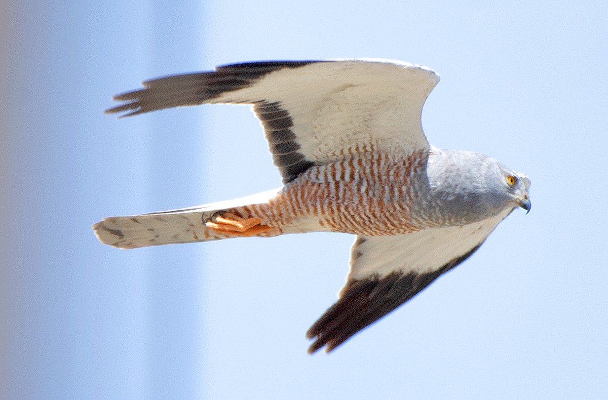 bendelmyrhauk - ML646608359