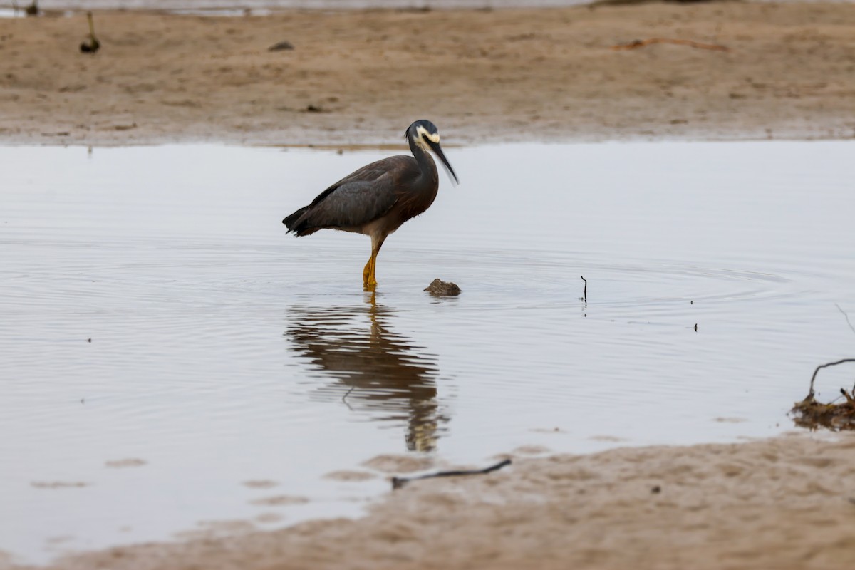 Weißwangenreiher - ML646608361