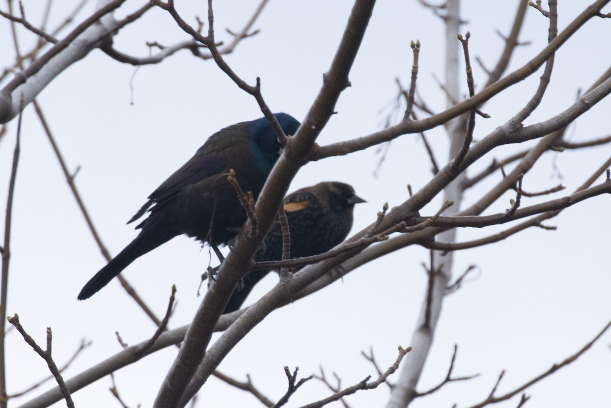 Red-winged Blackbird - ML646608362