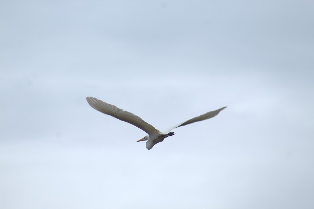 Great Egret - ML646608363