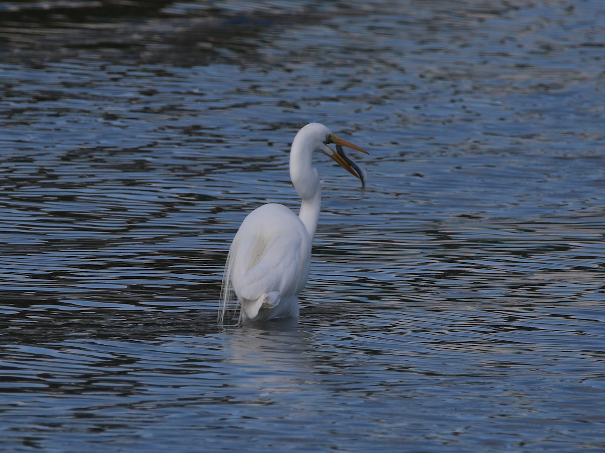 Great Egret (American) - ML646608364