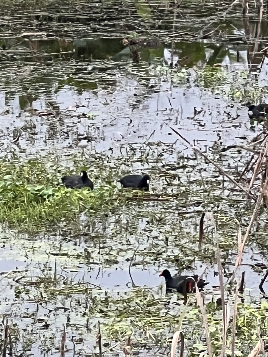 American Coot - ML646608365