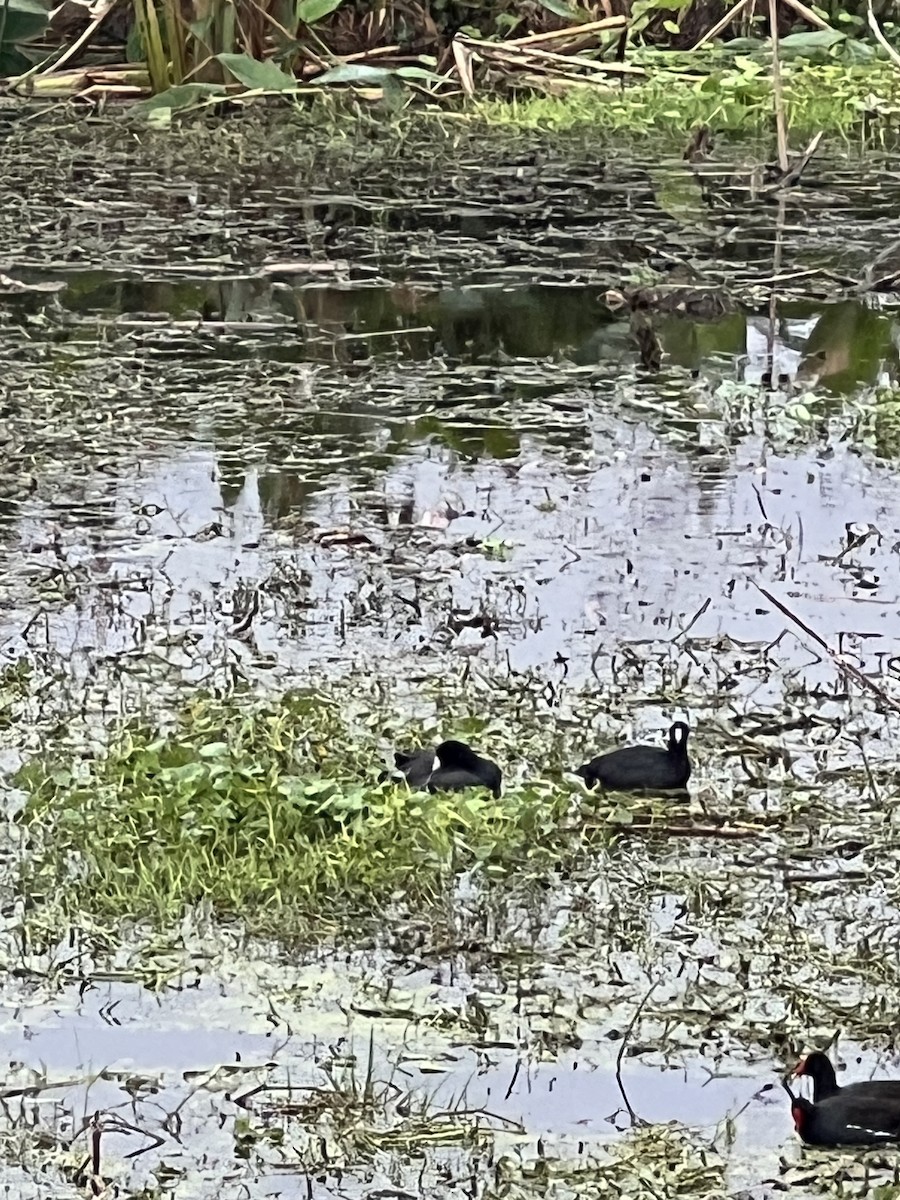 American Coot - ML646608366