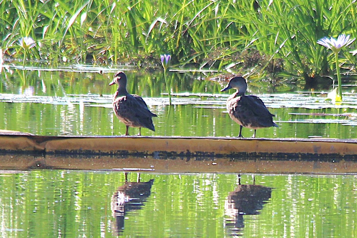 Zertzeta grisa - ML646608368