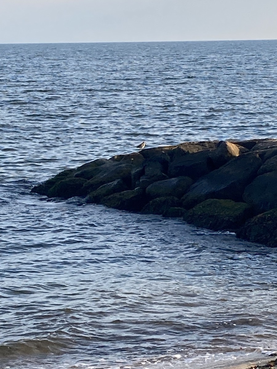 Semipalmated Sandpiper - ML646608370