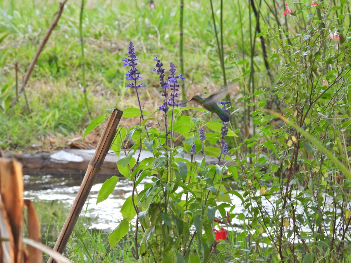 アオムネヒメエメラルドハチドリ - ML646608371