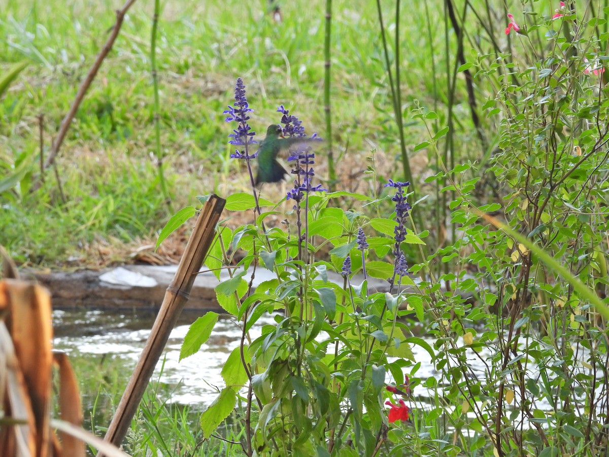 アオムネヒメエメラルドハチドリ - ML646608372